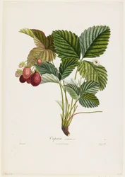 Capron commun. (Fraises), de Traité des Arbres Fruitiers, 1807-35